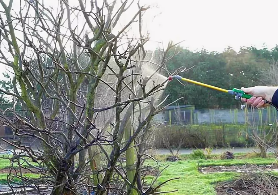 Тщательная обработка дерева — отличная весенняя защита растений от грибковой инфекции