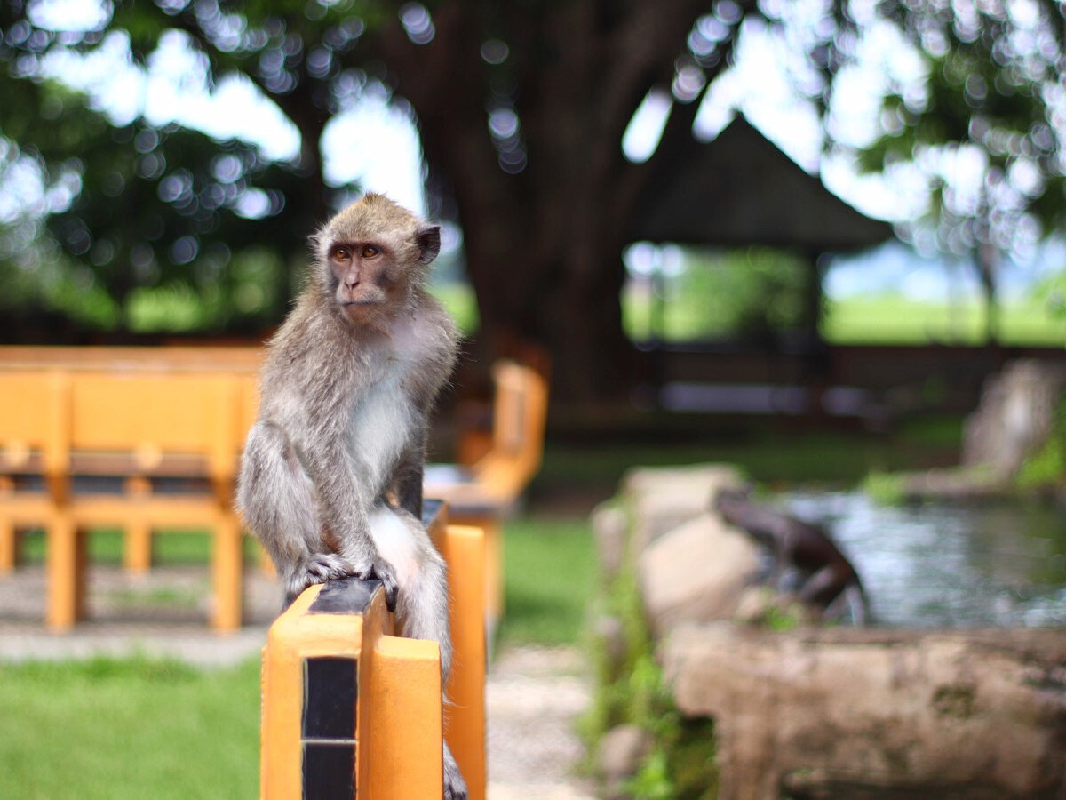 Правила поведения с обезьянами нужно запомнить, потому что их много не только в этом парке, но и по всему острову. Источник: unsplash.com