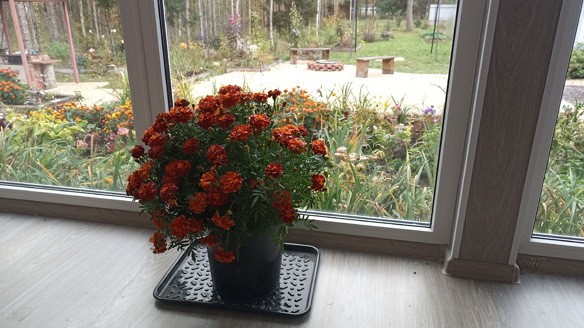 Здесь отделку вервнды хорошо видно. Фотографировала бархатец, который пришлось срезать чтобы освободить место, а выбросить было жалко.