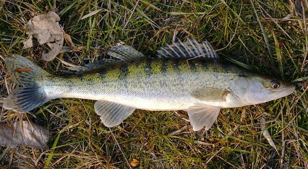 Подробнее о судаке мы поговорим в отдельной статье - не забудьте подписаться на канал🙂