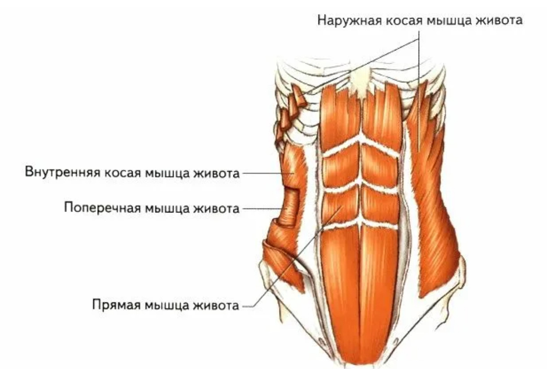Сильно болят мышцы живота. Внутренняя косая мышца живота анатомия. внутри косая мышца живота. внутренние косые мышцы живота анатомия.