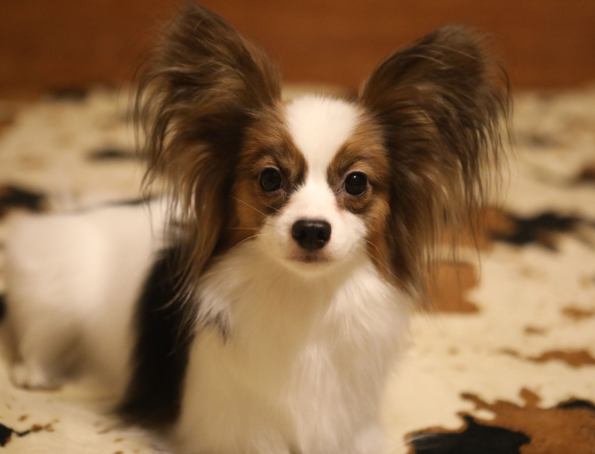 Папийон Дуся