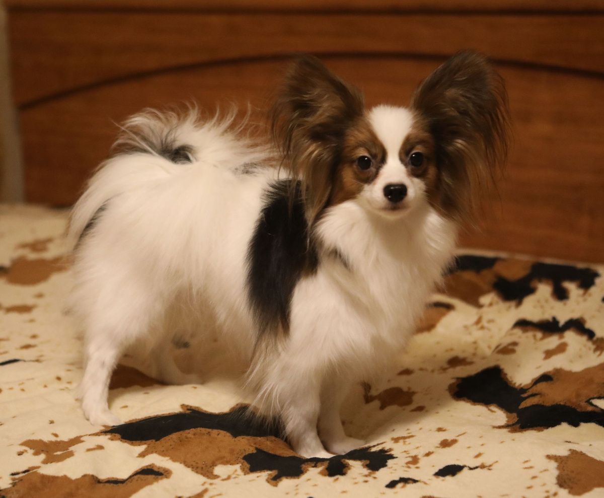 Папийон Дуся