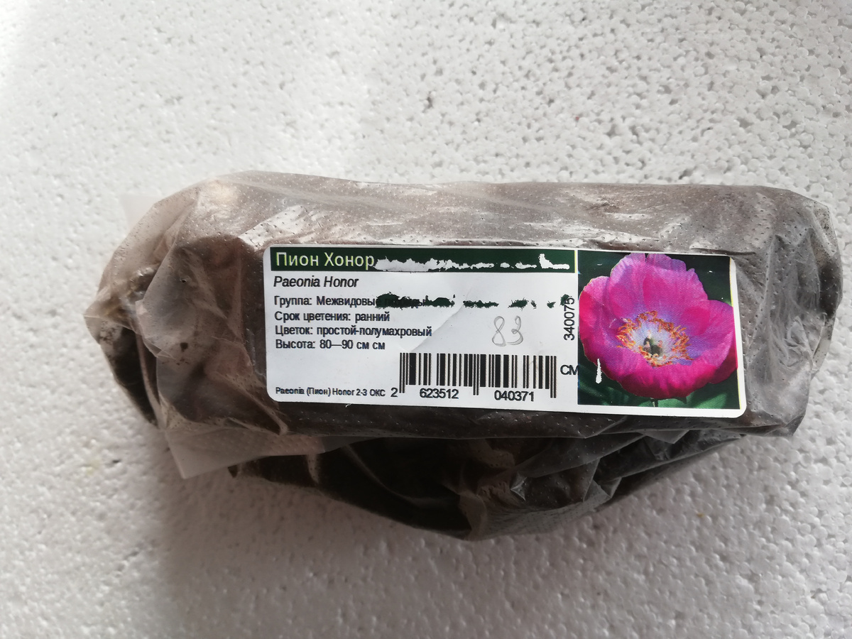 Вот какой красивенький должен быть мой пион