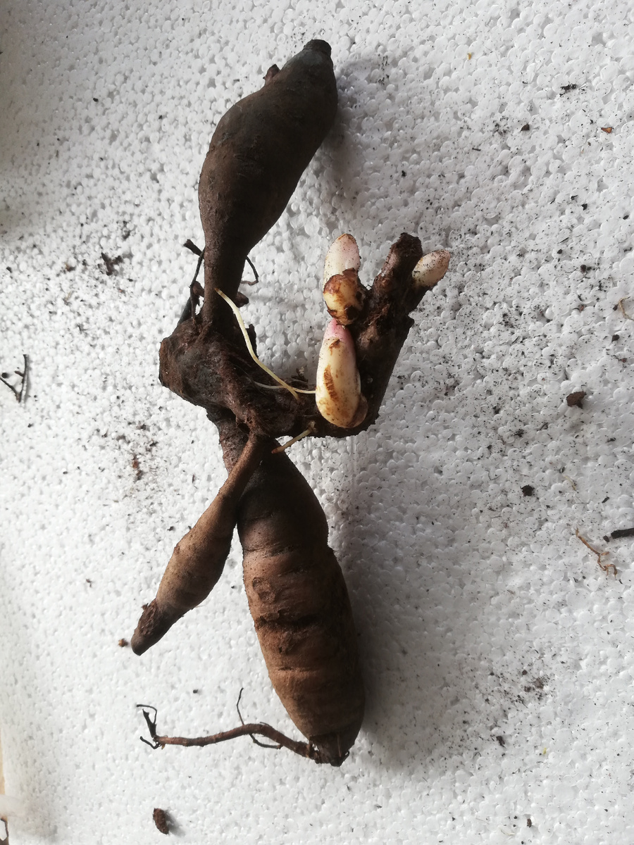 Такая вот страшная деленка мне досталась, общая длина двух корневищ - 15 см