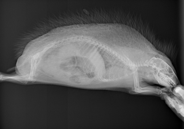    В парке Победы нашли ёжика с пневмонией