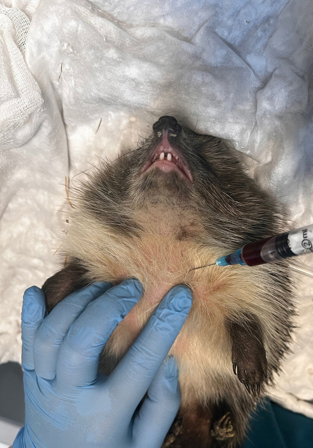    В парке Победы нашли ёжика с пневмонией