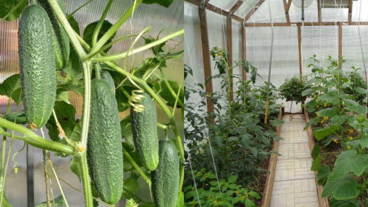 Результат правильной технологии: первые огурцы собраны 12 июня