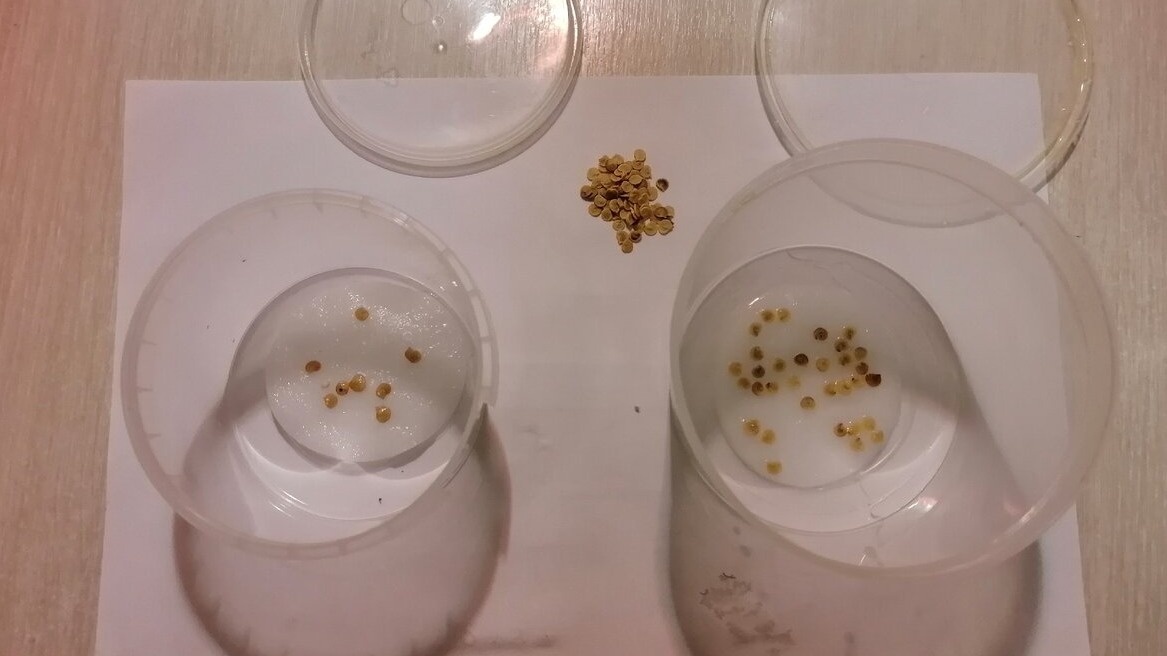 Проверенный метод отбора семян