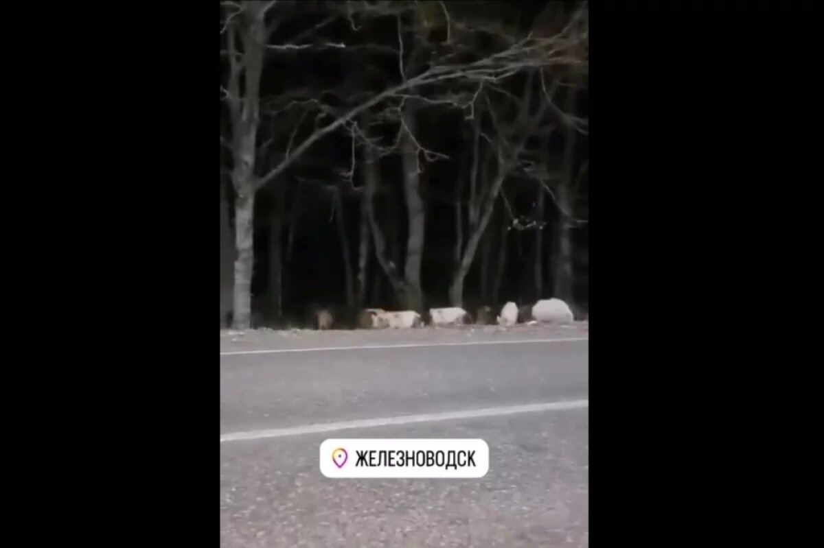    Стадо диких кабанчиков засняли у трассы рядом с лесополосой в Железноводске