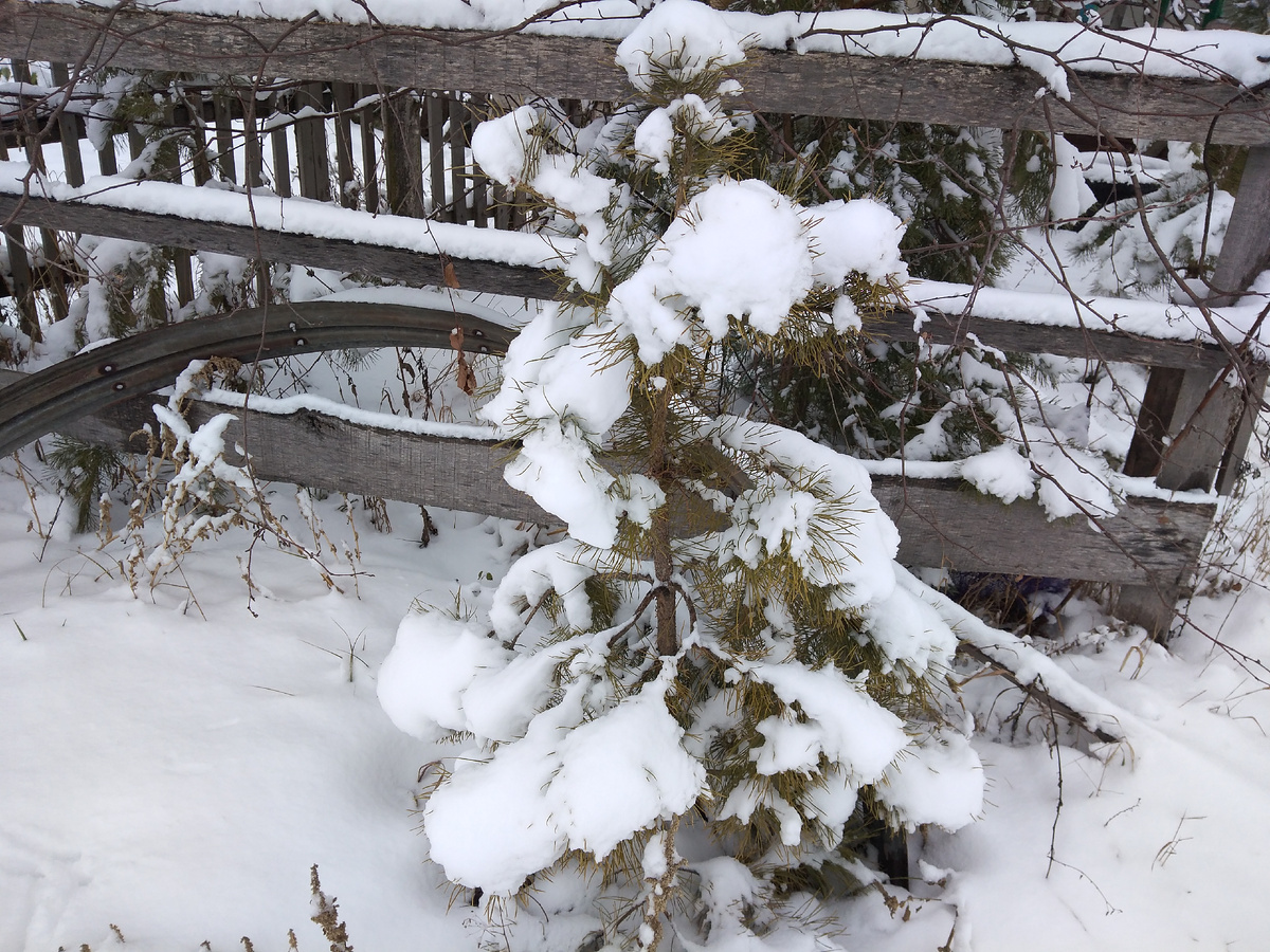 Фото автора.