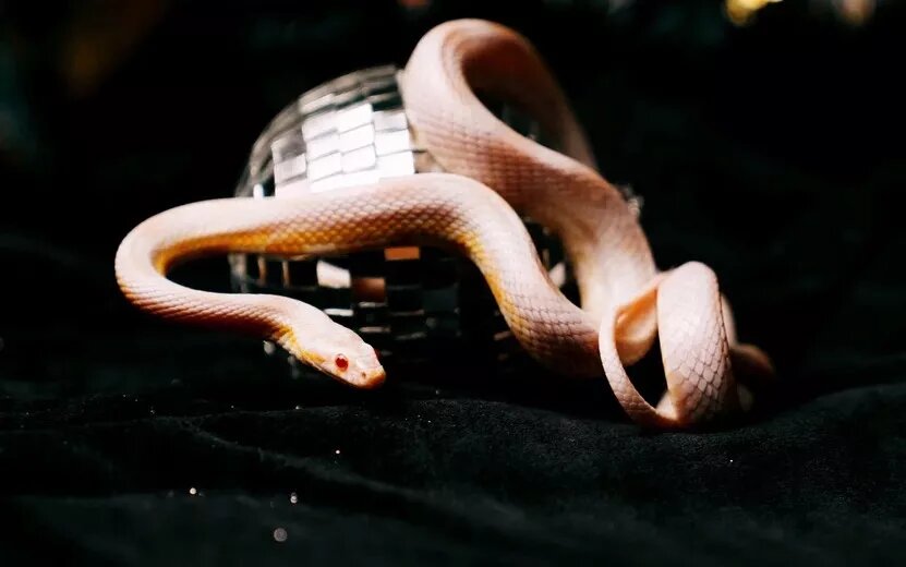    Гороскоп на день: 9 декабря Тельцы встретят любовь, а Весы обретут гармонию