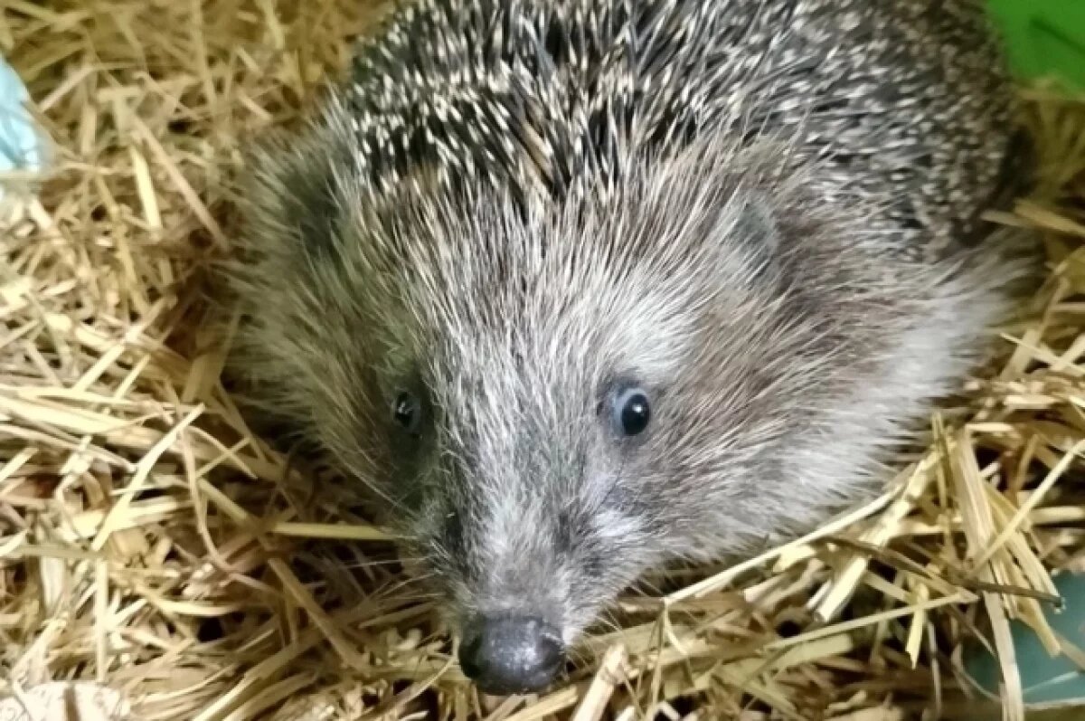    В Кирове на обочине дороги нашли ежиху с переохлаждением и пневмонией