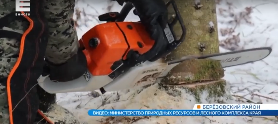     Краевые лесные пожарные учатся на вальщиков леса