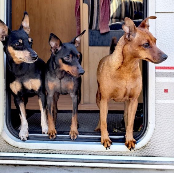 Хозяйки дома. 