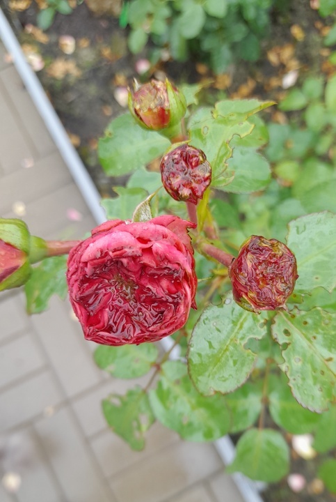 Трипсы в бутонах Леонардо да Винчи 