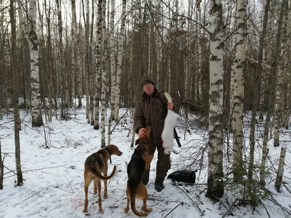 Шатров В.А. и русские гончие ч.Говоруша и Свирель .