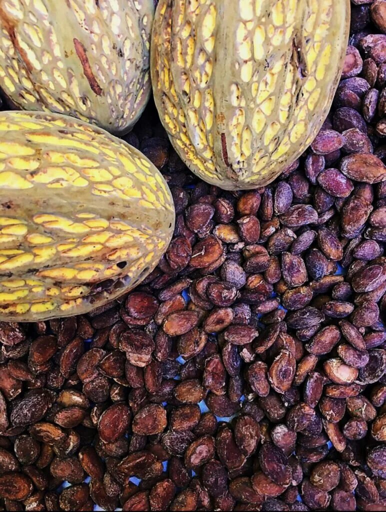 Плоды семейства Теоброма- плод Мохамбо