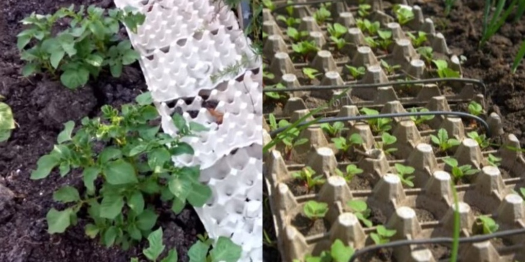 Применил яичные лотки в огороде. За сезон использовал 30 штук для мульчи и рассады