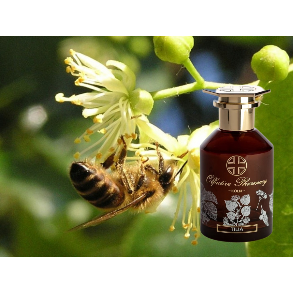 Коллаж аромат Tilia -аромат любимой липы, цветущей власковый июнь..