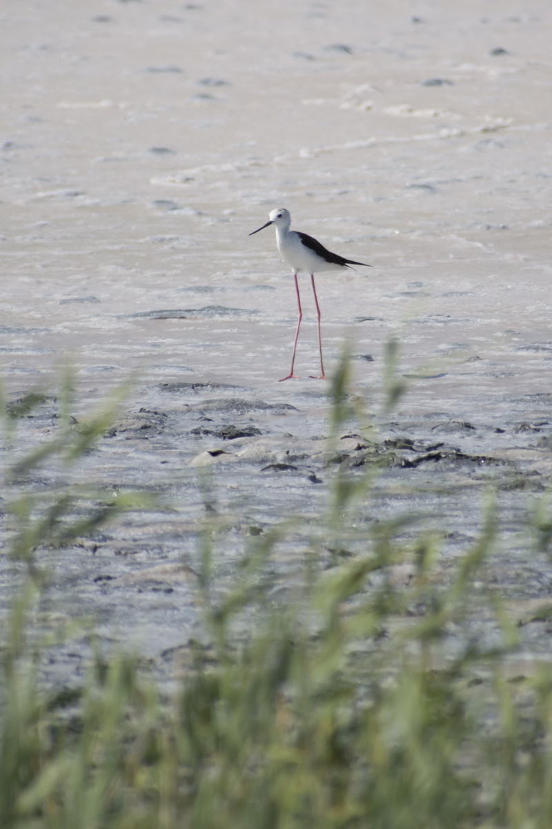 Ходулочник обыкновенный. Фото Сергея Малышева.