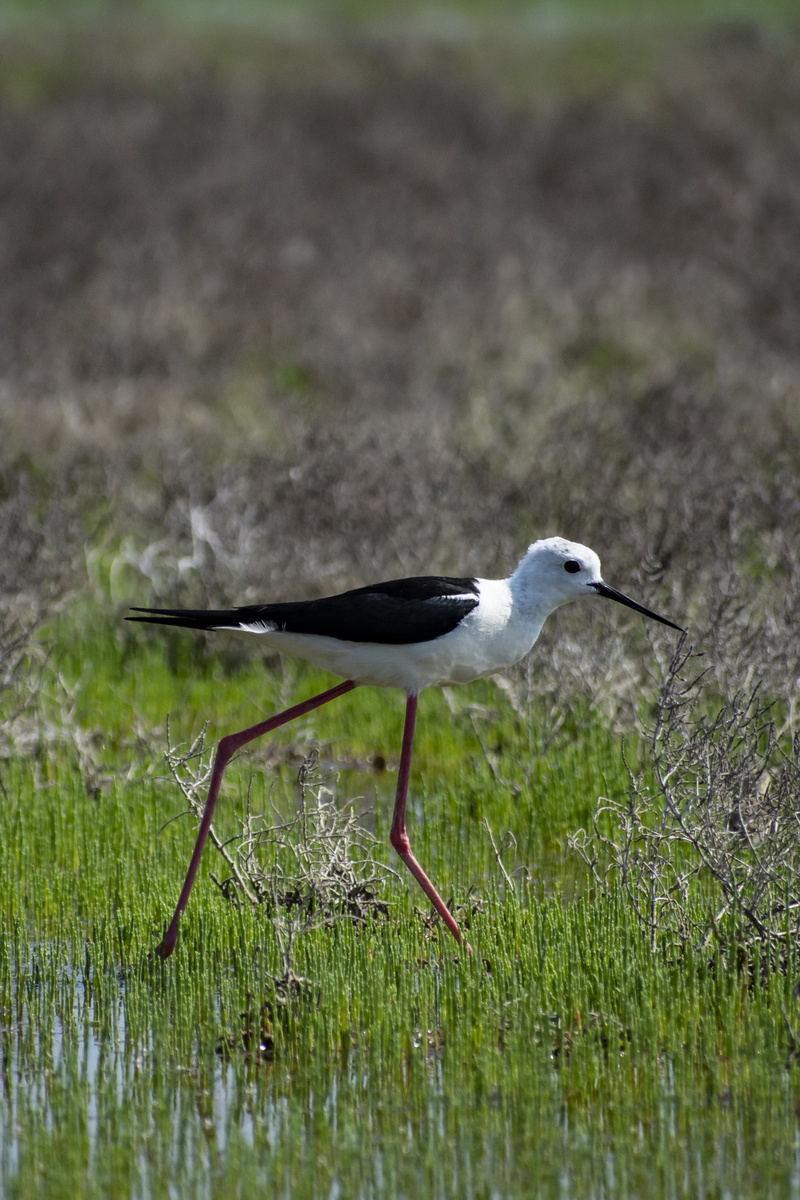 Вот так он гуляет по солёной воде и что-то высматривает в ней. Фото Сергея Малышева.