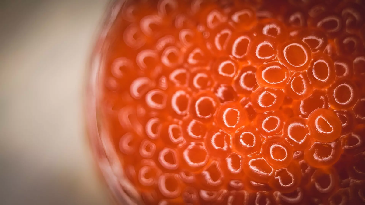 Фото: 1MI. Икра