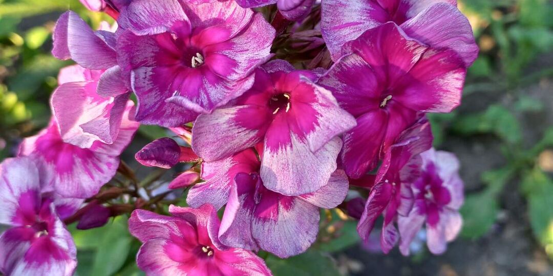 Композиции из флоксов метельчатых.