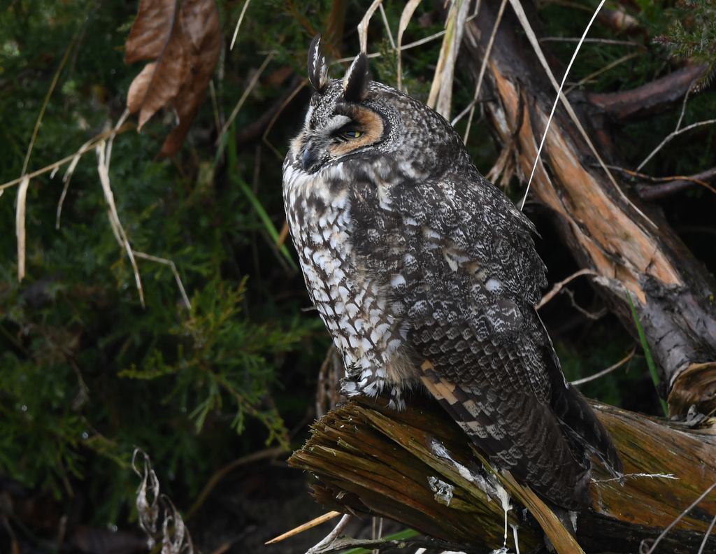 Канада, декабрь, фото Josh Vandermeulen