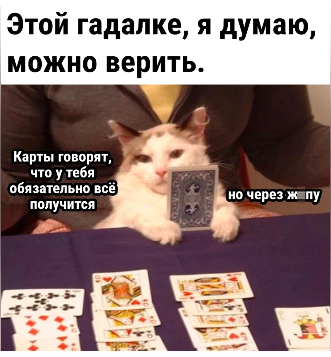 Кот гадает