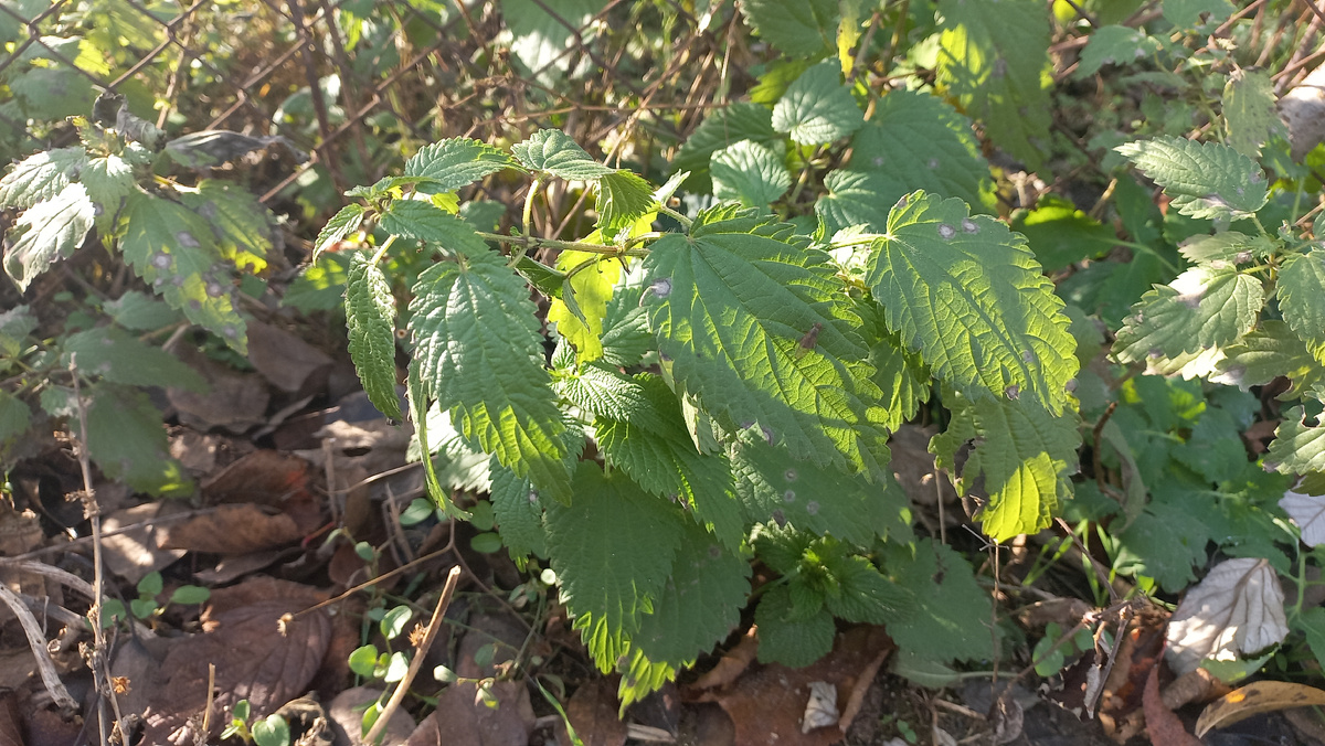 Это и другие фото в статье сделаны автором и принадлежат ему на условиях авторского права 