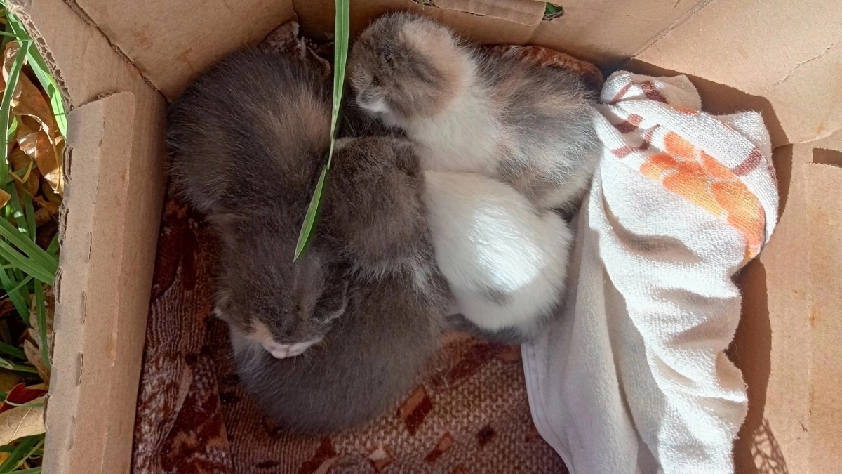 Котята несколько часов были совсем одни на улице