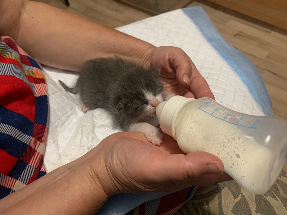 Кормление по часам и заботливый уход дали помогли котятам выжить