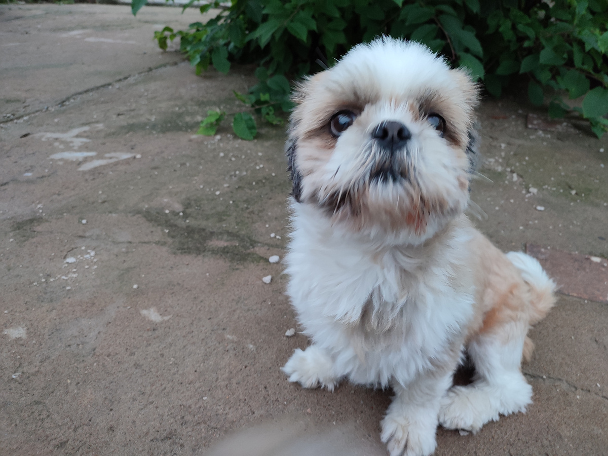 Масянечка. Пес ши-тцу. 7 лет. Официальное имя Мастиф.