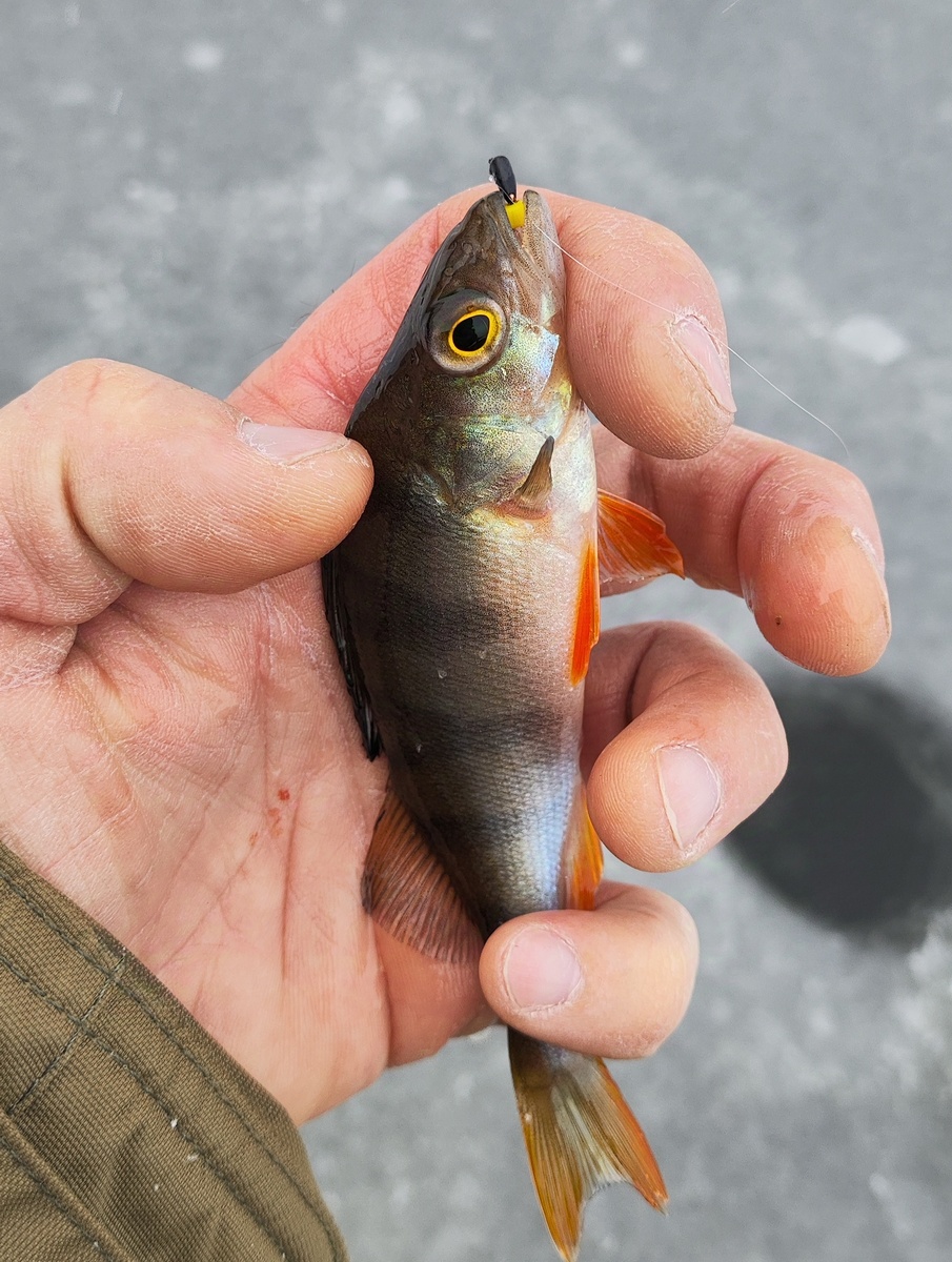 Безмотылка на окуня.