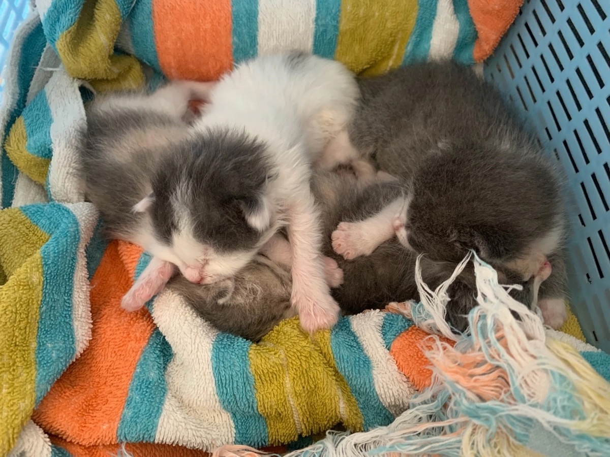 Котята были настолько маленькие, что их было боязно брать в руки