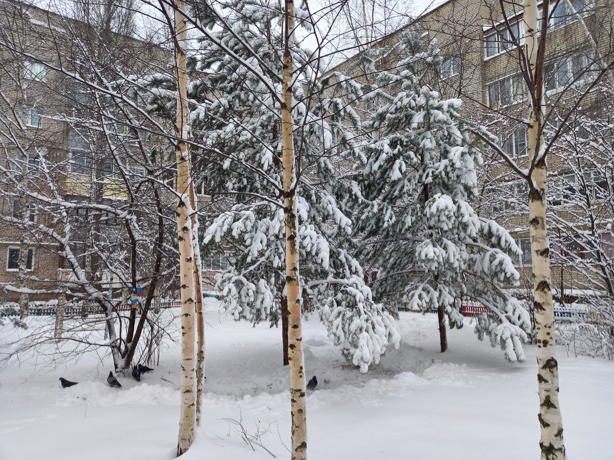 Фото автора. Дорога к птичьим кормушкам расчищена с утра пораньше.
