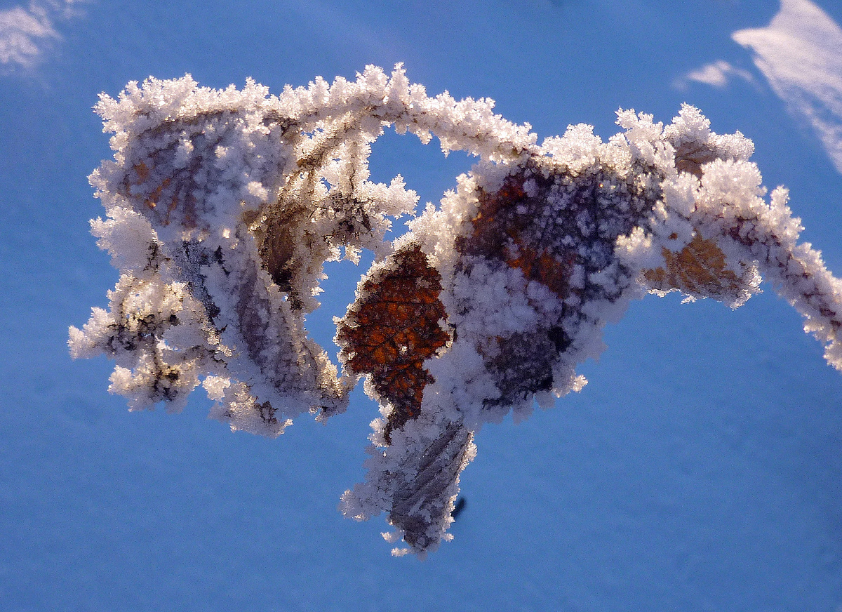 Малина в декабре. Фото Наталии ТРОФИМОВОЙ