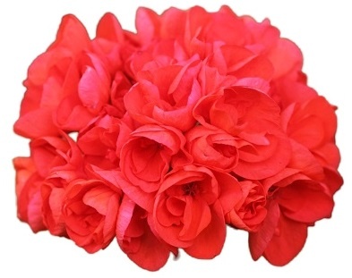 пеларгония Ainsdale Duke ( Айнсдейл Дюк)