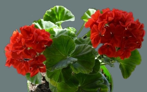 пеларгония Ainsdale Duke ( Айнсдейл Дюк)