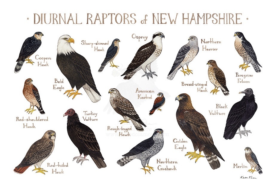 Не знаю, почему обделили кречета (Gyrfalcon), на этой картинке его не хватает, хотя есть на предыдущей.