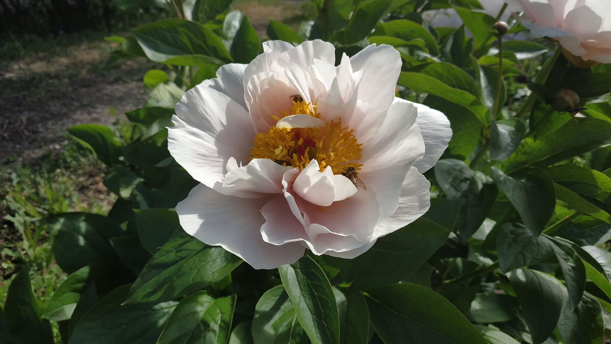 Пион  Blushing Princess