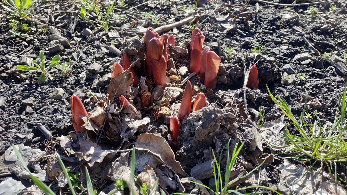 Пробуждение пиона Блашинг Принцесс