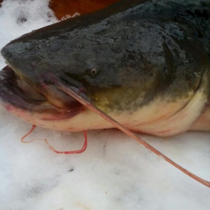 Фото с сайта: https://easytravelling.ru/wp-content/uploads/som-22.jpg