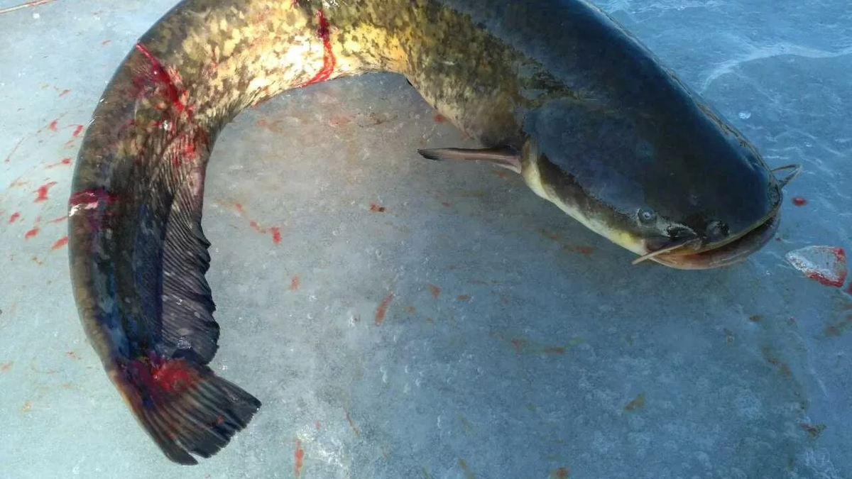 Фото с сайта: https://i.ytimg.com/vi/mcNMhEiZJIU/maxresdefault.jpg