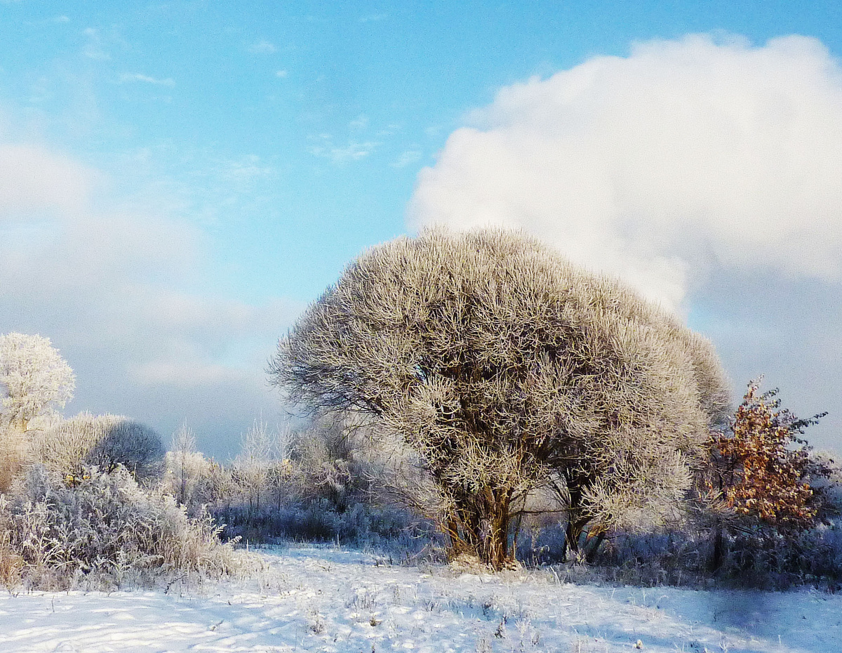 Фото Наталии ТРОФИМОВОЙ.
