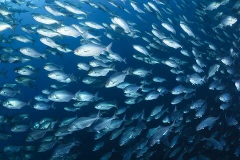 Рыбы японского моря