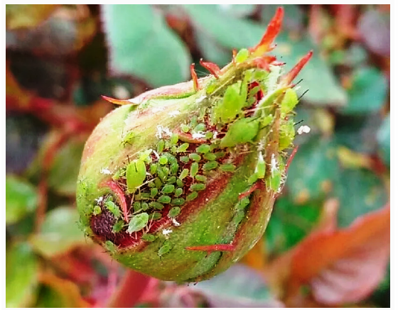 Тля на розах