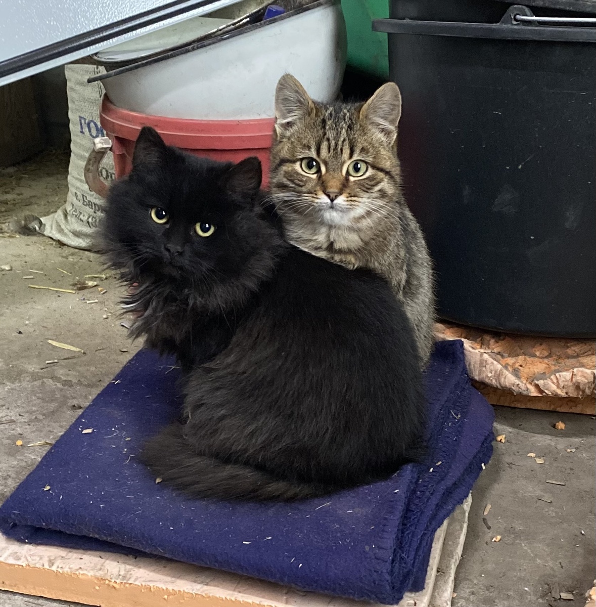 Фото автора. Приживальцы)) двое из ларца! Васька и Мурзик 🤗 