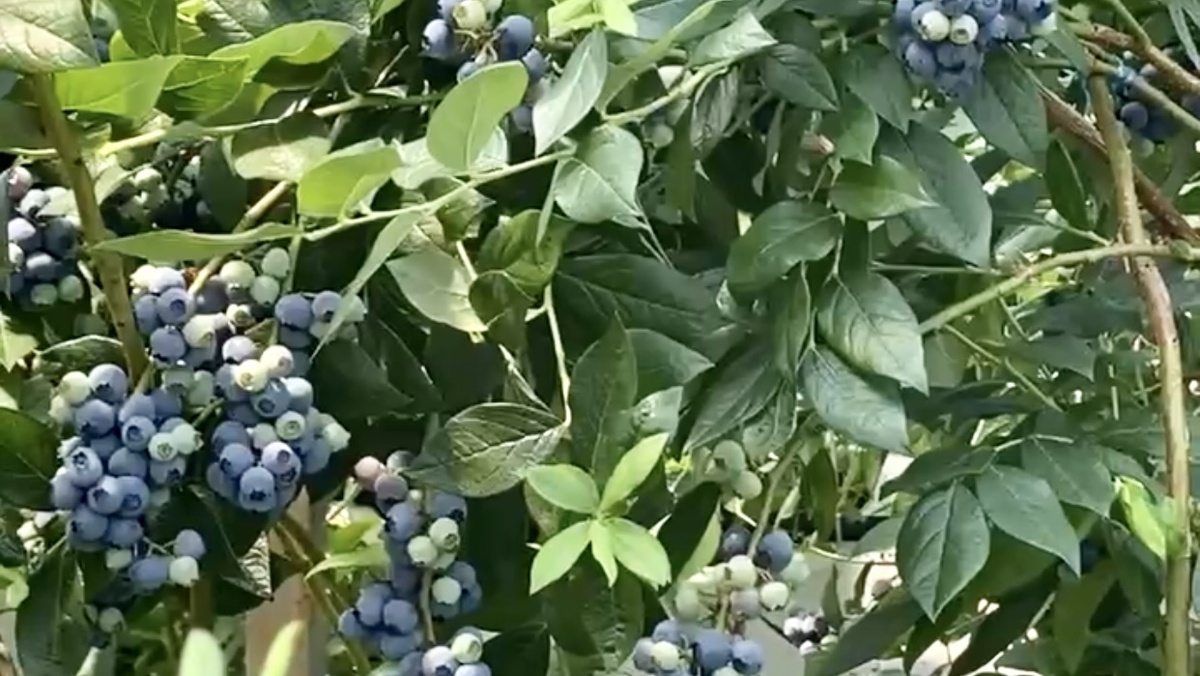 Голубика Денис Блю